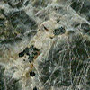 Leopard Skin