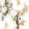 Kashmire White