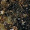Tropic Brown